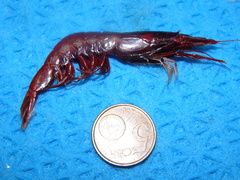 Robustosergia robusta