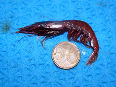 Robustosergia robusta