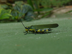 Chromacris psittacus