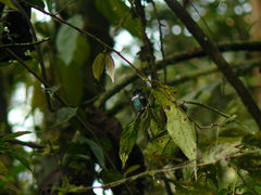 Schistes albogularis