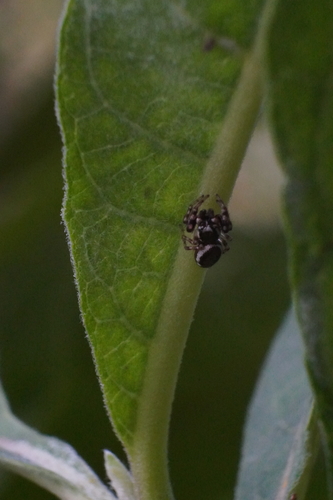 Common white-cheeked jumping spider photo 4
