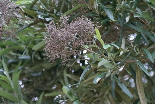 Image of Squarestem Butterflybush (Buddleja saligna) by (c) Tony Rebelo, some rights reserved (CC BY-SA)