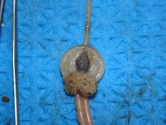 Siphonostomatoida