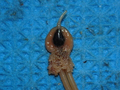 Siphonostomatoida