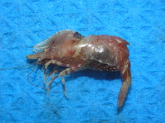 Spirontocaris spinus