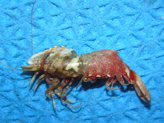 Spirontocaris spinus