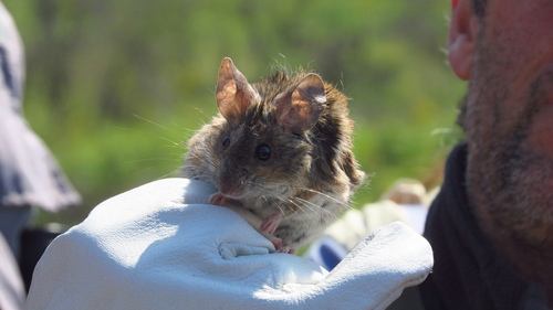 Darwin's Leaf-eared Mouse