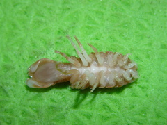 Syscenus infelix
