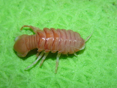 Syscenus infelix