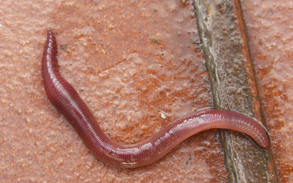 Common Earthworm, Night Crawler (Big Woods, Big Rivers Linnaeus