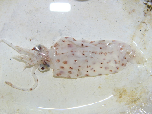 Representative image of Teuthowenia