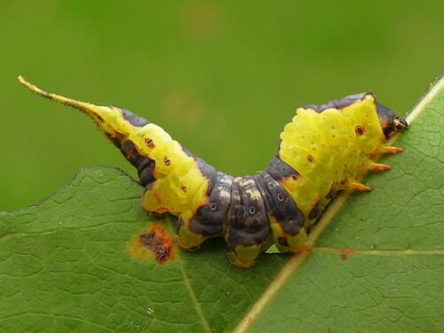 Modest Furcula Moth photo 2