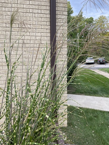 Miscanthus condensatus iNat (3)