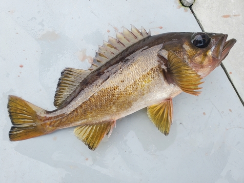 Greenie (Sebastes flavidus) — Sebastidae — 3