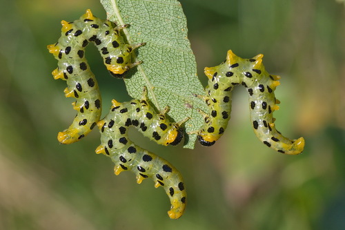 Hazel Sawfly, photo 9 of 10