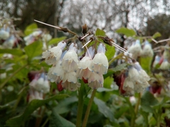 Symphytum × hidcotense