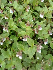 Symphytum × hidcotense