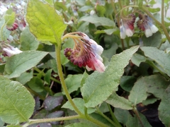 Symphytum × hidcotense