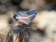 Charaxes pelias
