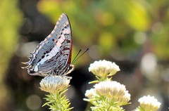 Charaxes pelias