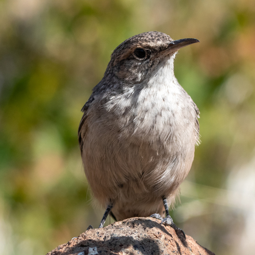 Rock Wren