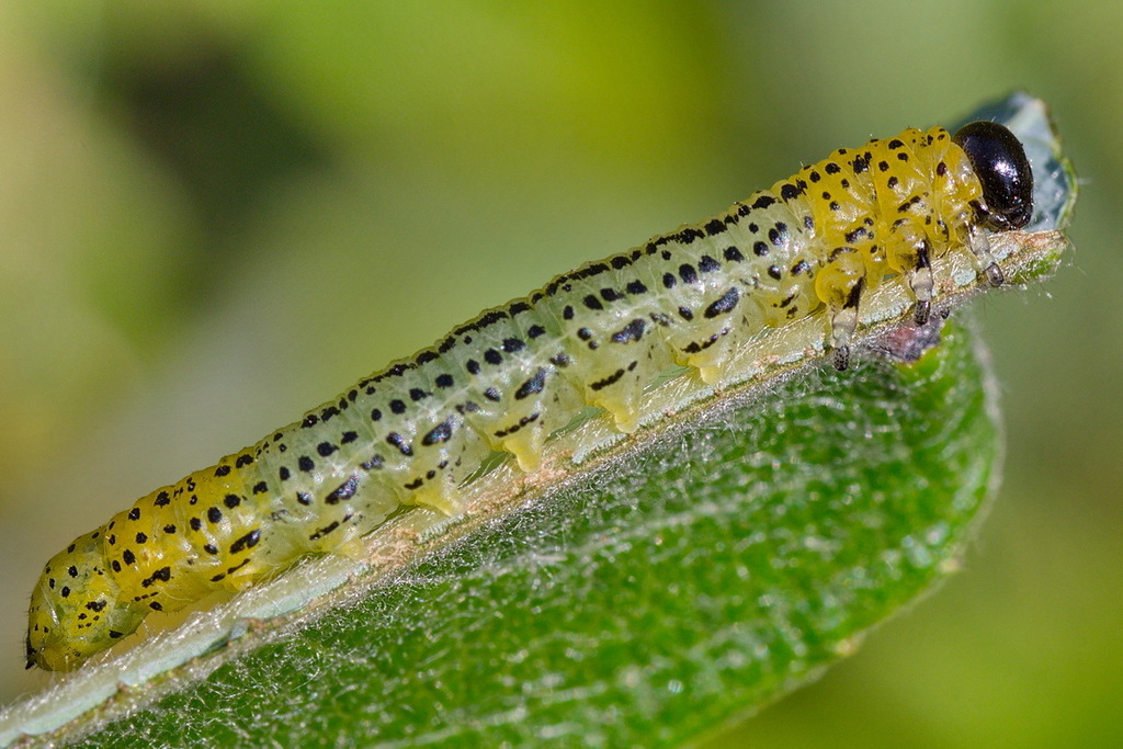 Army Willow Nematine