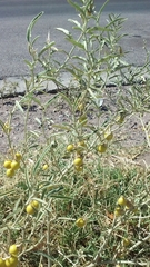 Solanum elaeagnifolium