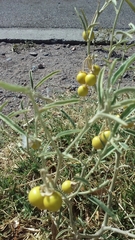 Solanum elaeagnifolium