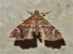 Musotima nitidalis