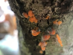 Quaternaria quaternata