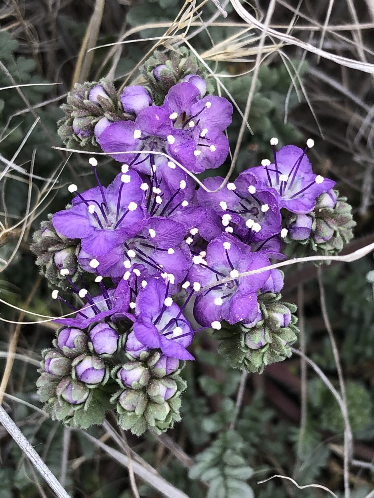 Phacelia
