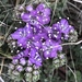 Phacelia - Photo (c) Todd Fitzgerald, μερικά δικαιώματα διατηρούνται (CC BY-NC), uploaded by Todd Fitzgerald