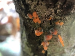 Quaternaria quaternata