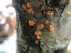 Quaternaria quaternata