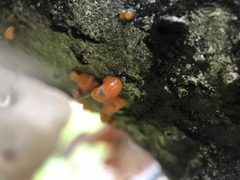 Quaternaria quaternata