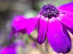 Pericallis × hybrida