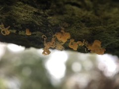 Quaternaria quaternata