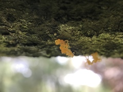 Quaternaria quaternata