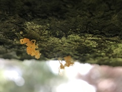 Quaternaria quaternata