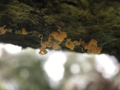 Quaternaria quaternata