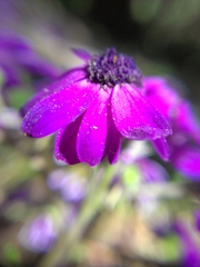 Pericallis × hybrida