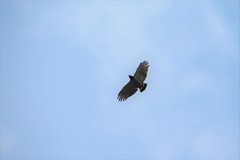 Morphnarchus princeps