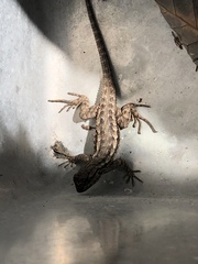 Sceloporus occidentalis