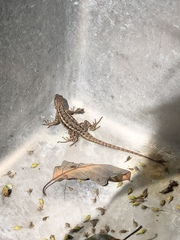 Sceloporus occidentalis