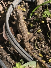 Sceloporus occidentalis