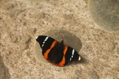 Epiphile eriopis