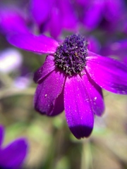 Pericallis × hybrida
