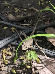Sceloporus occidentalis