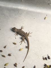 Sceloporus occidentalis