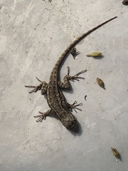 Sceloporus occidentalis